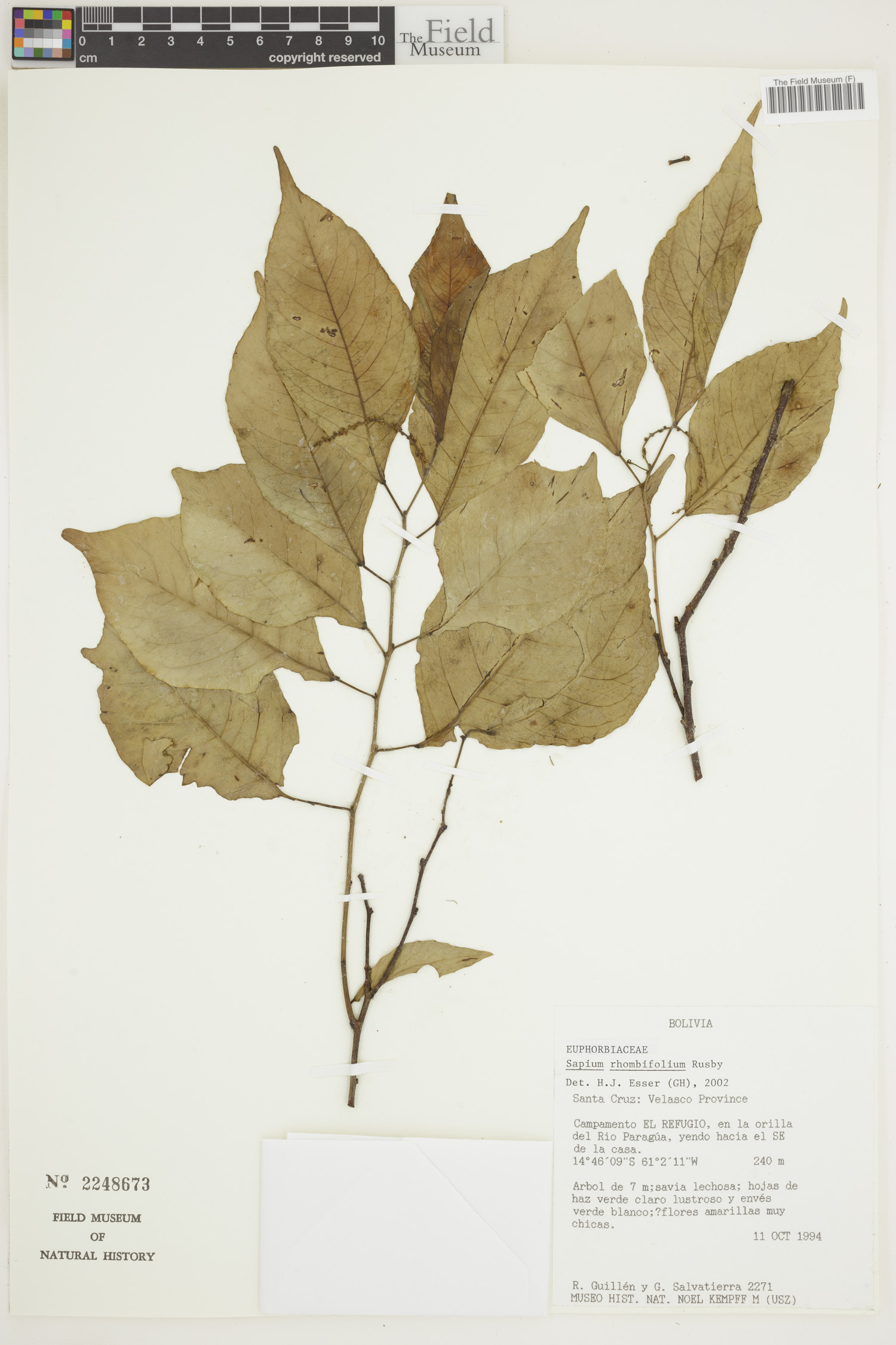 Sapium rhombifolium image
