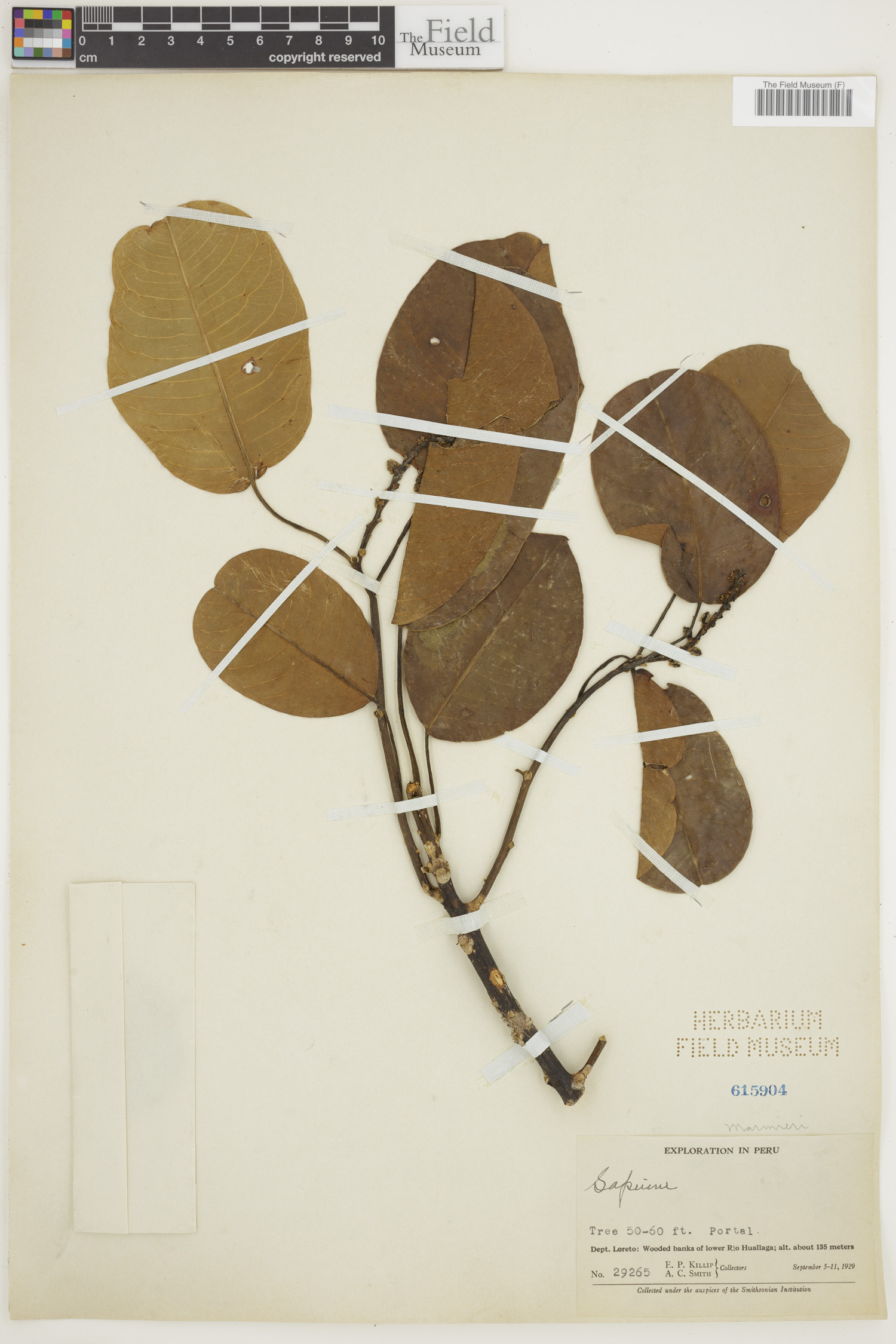 Sapium marmieri image