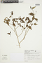 Sebastiania corniculata image
