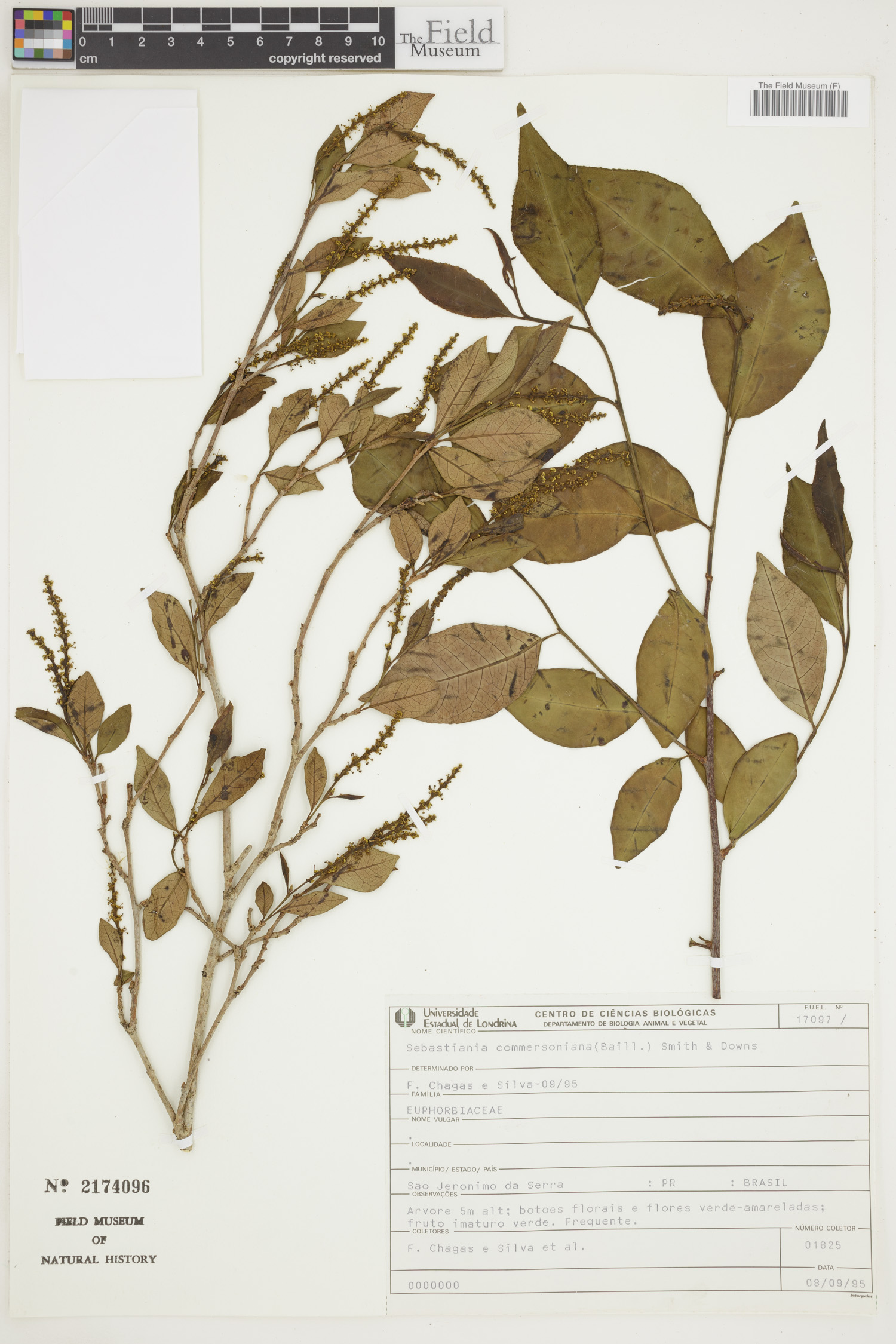 Sebastiania klotzschiana image