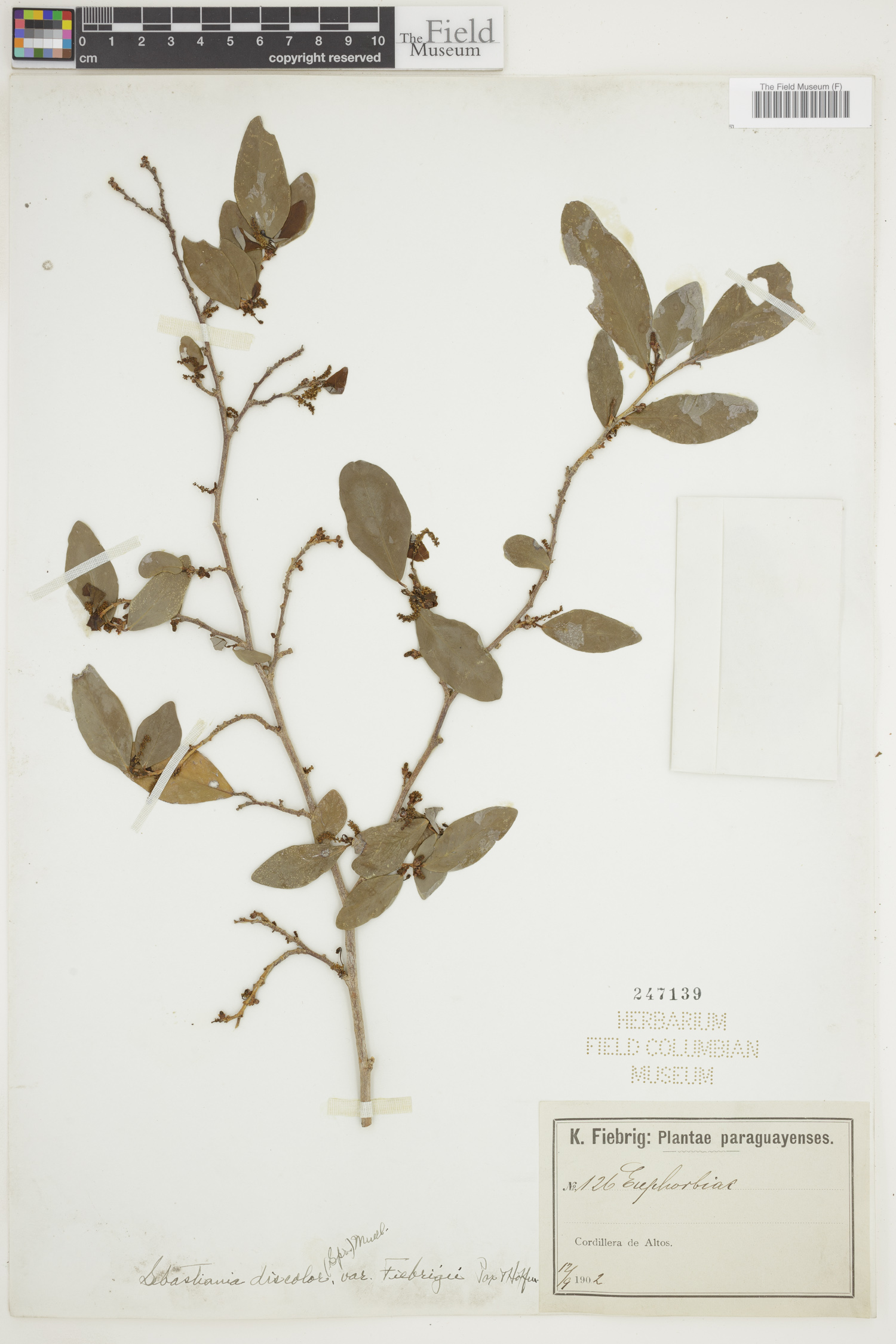 Sebastiania discolor image