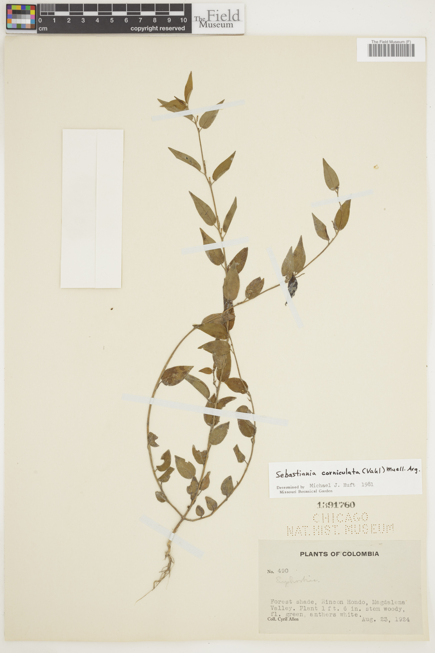 Sebastiania corniculata image