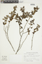 Sebastiania glandulosa image