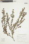 Sebastiania glandulosa image