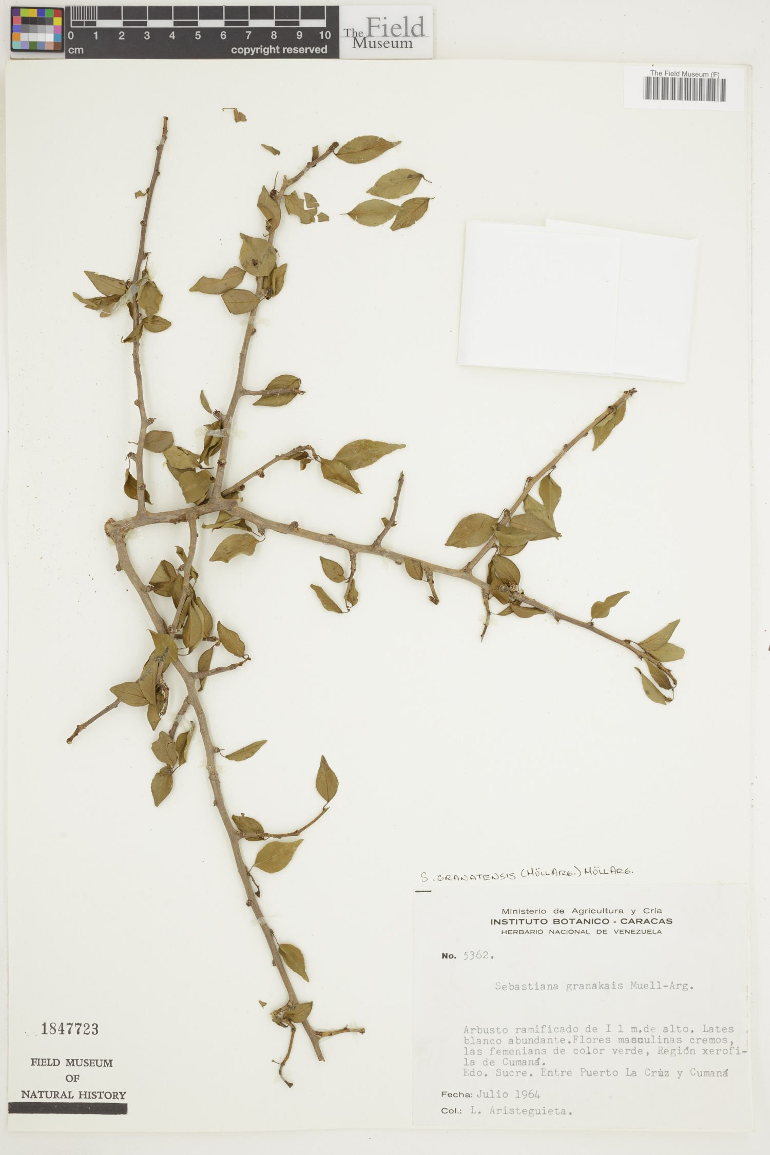 Sebastiania granatensis image
