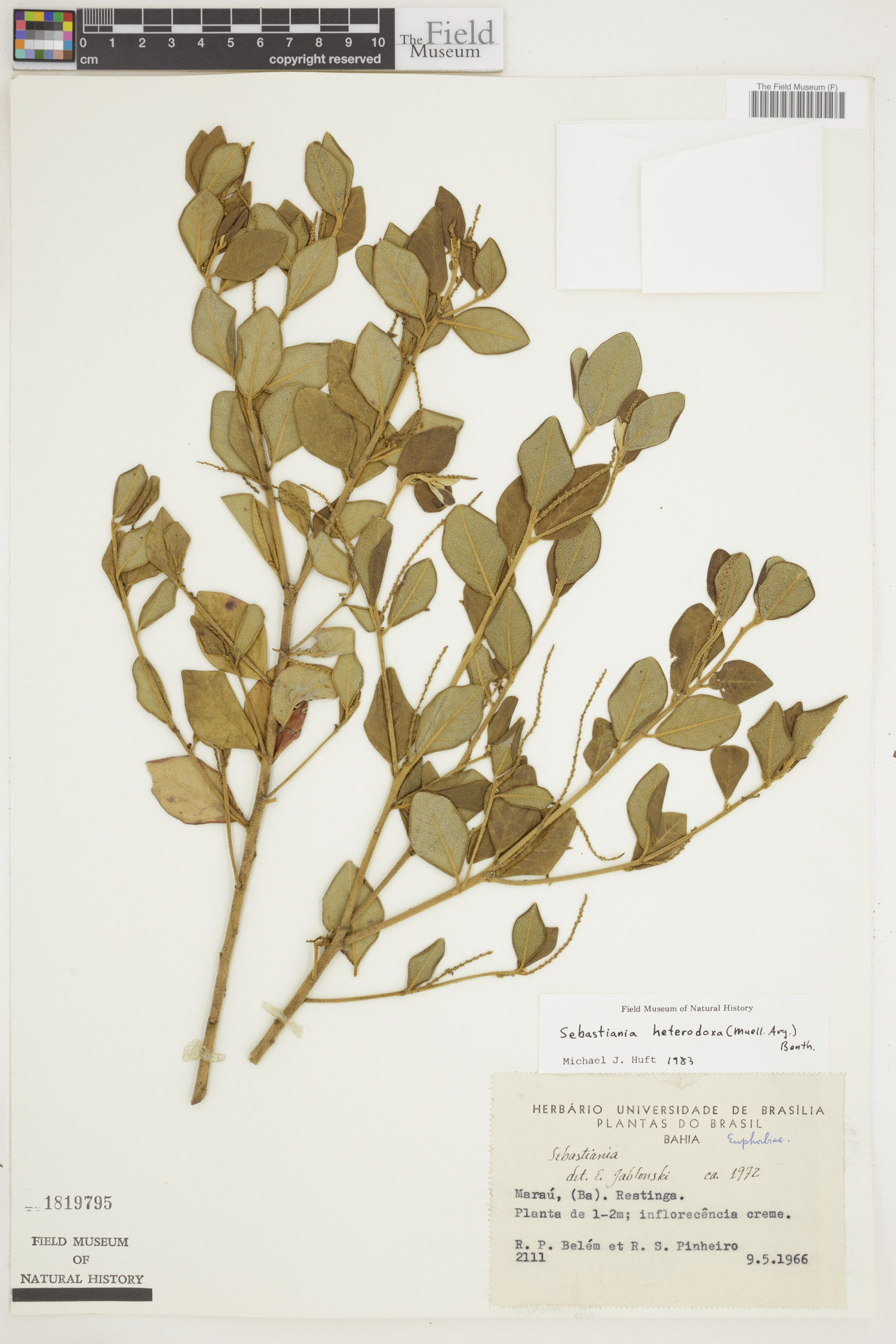 Microstachys heterodoxa image