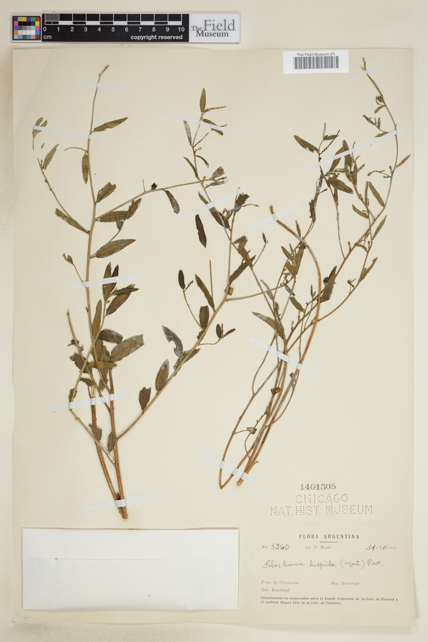 Sebastiania hispida image