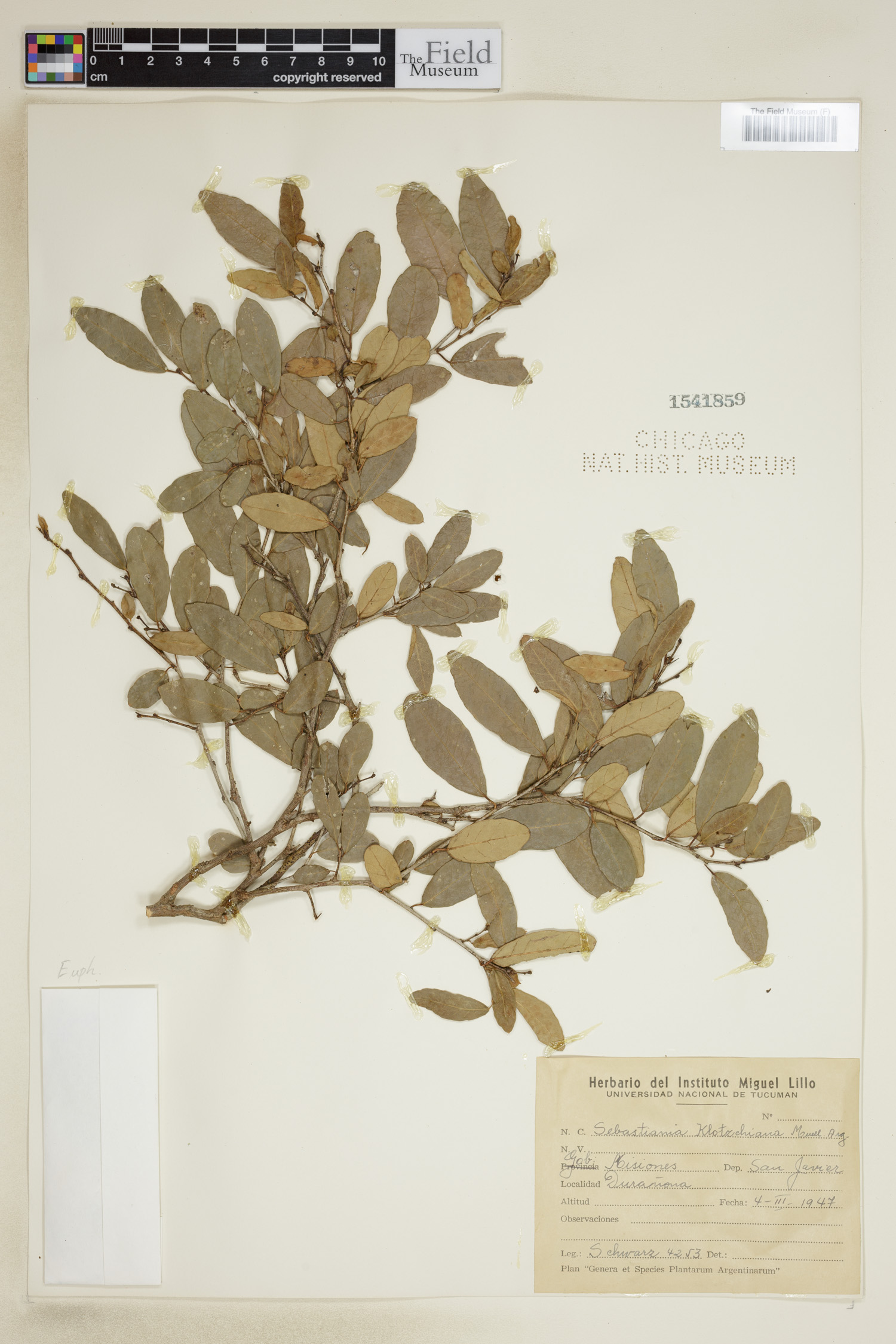 Sebastiania klotzschiana image