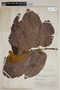 Helicostylis pedunculata image