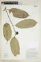 Maquira calophylla image