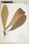 Naucleopsis amara image