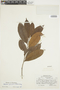Naucleopsis guianensis image