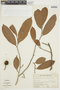 Naucleopsis guianensis image