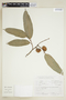 Naucleopsis glabra image