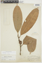 Naucleopsis imitans image