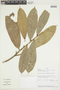 Naucleopsis krukovii image