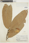Naucleopsis macrophylla image