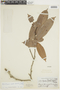 Naucleopsis mello-barretoi image