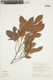 Naucleopsis mello-barretoi image