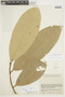 Naucleopsis naga image