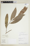 Naucleopsis oblongifolia image