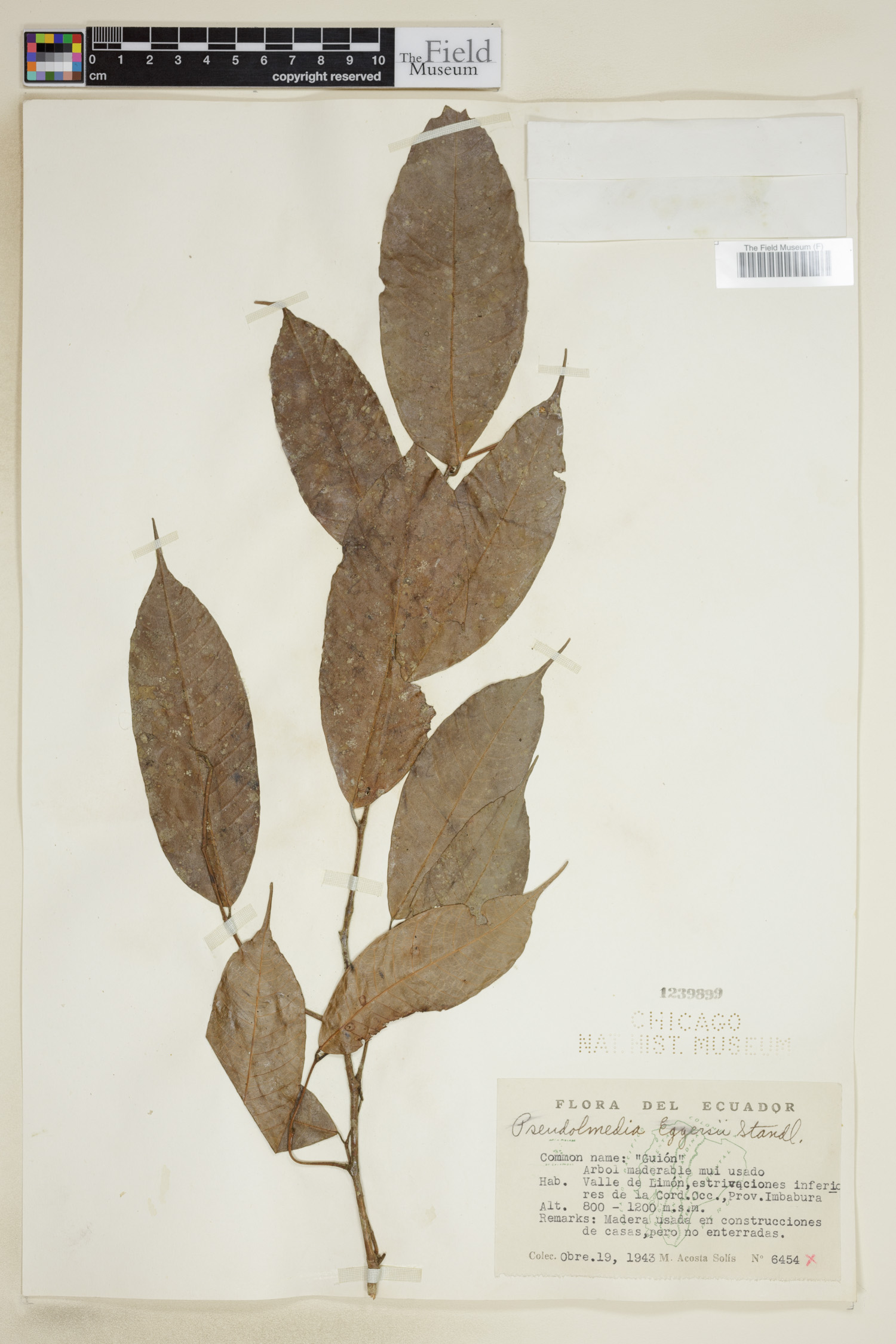Pseudolmedia eggersii image