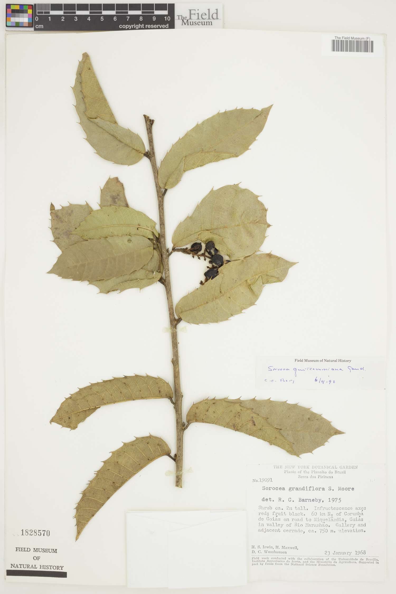 Sorocea guilleminiana image