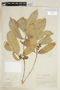 Sorocea ilicifolia image