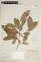 Sorocea ilicifolia image