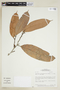 Naucleopsis ternstroemiiflora image