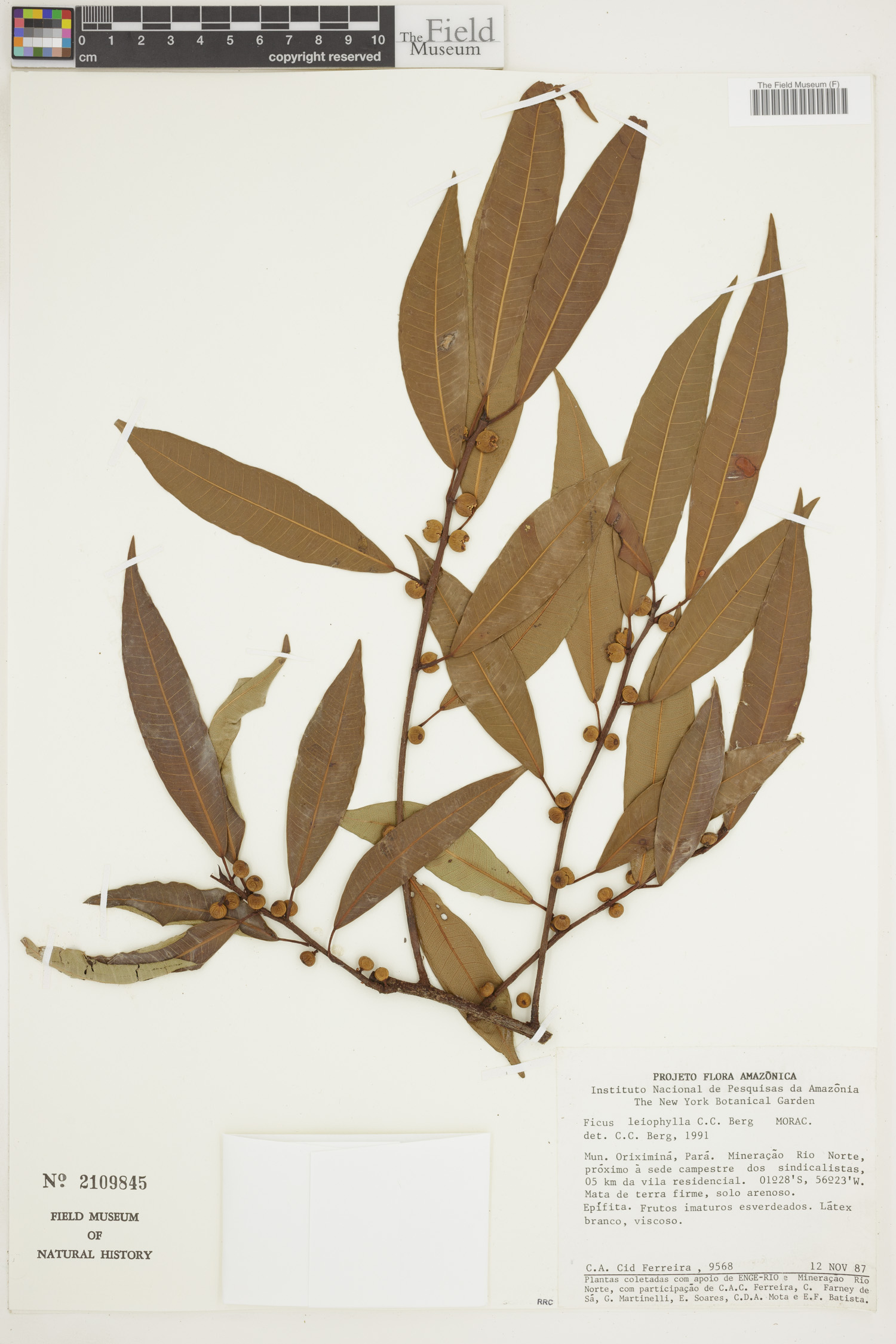 Ficus leiophylla image