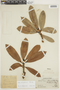 Ficus sphenophylla image