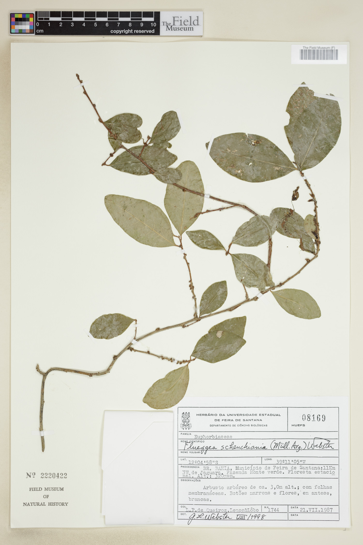 Flueggea schuechiana image