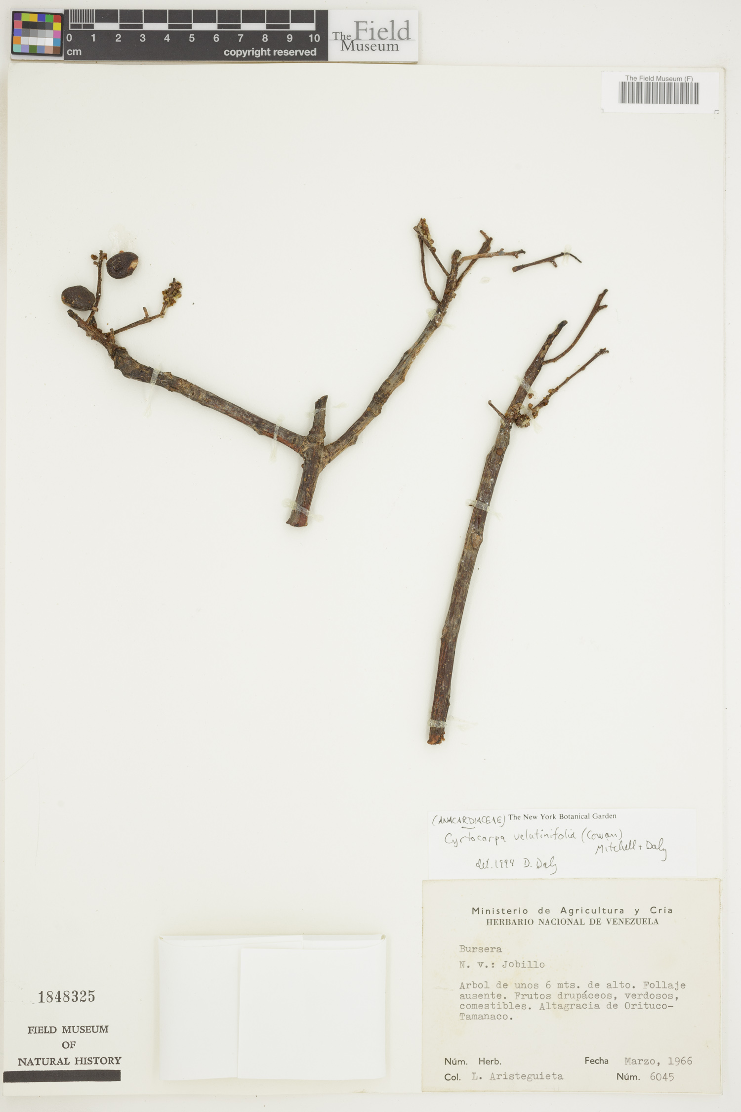 Cyrtocarpa velutinifolia image