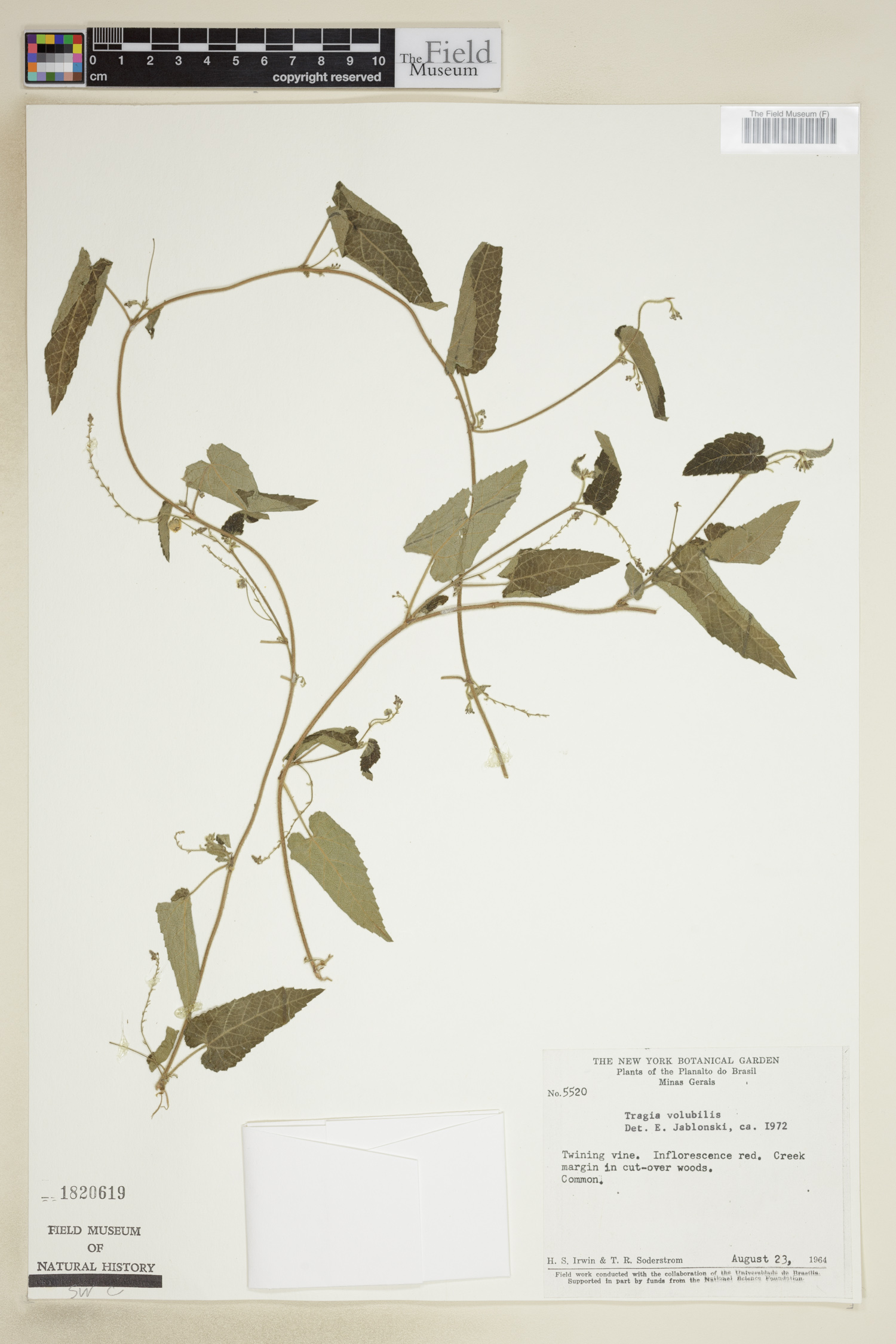Tragia volubilis image