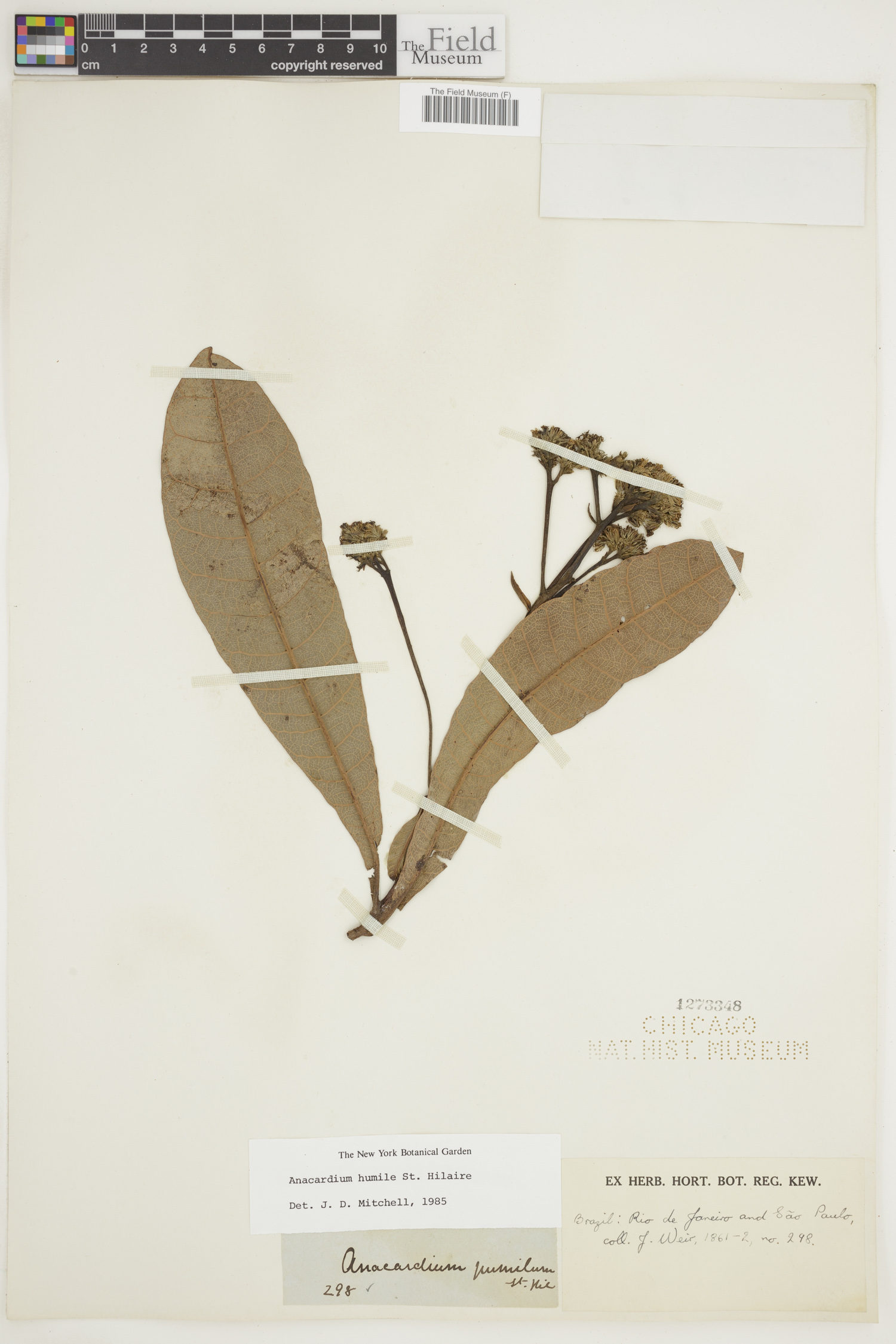 Anacardium humile image