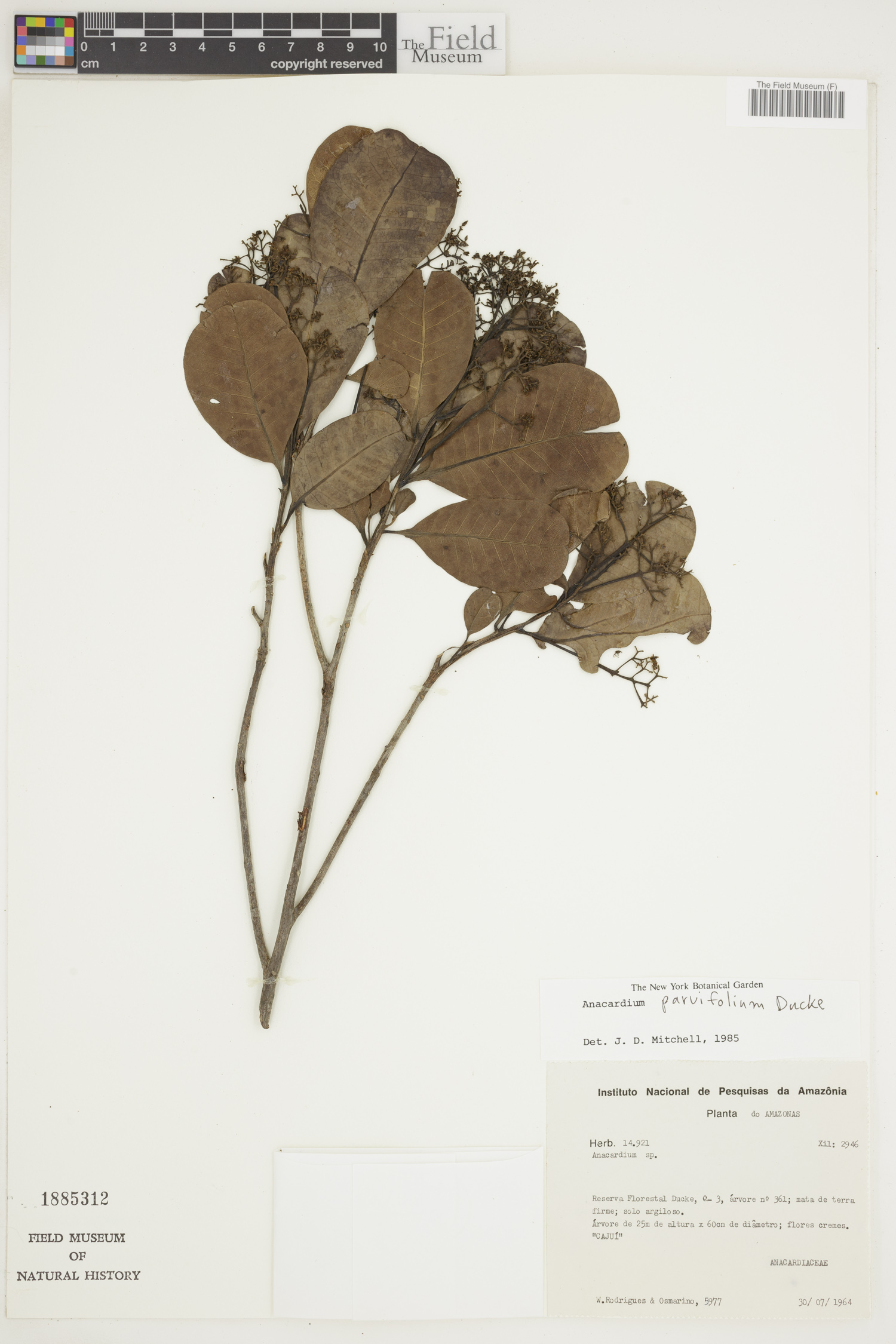 Anacardium parvifolium image