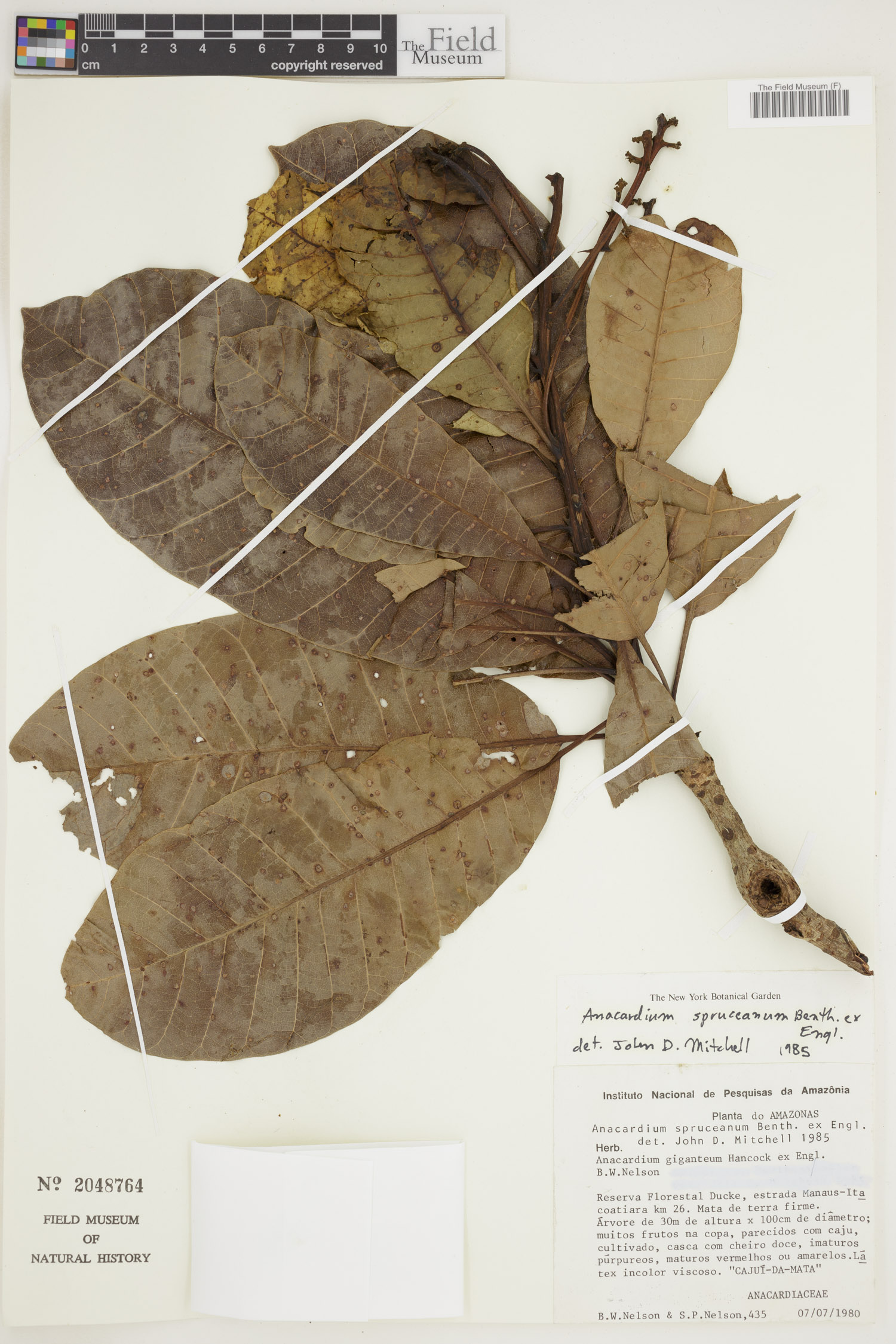 Anacardium spruceanum image
