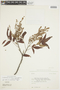 Cardenasiodendron brachypterum image