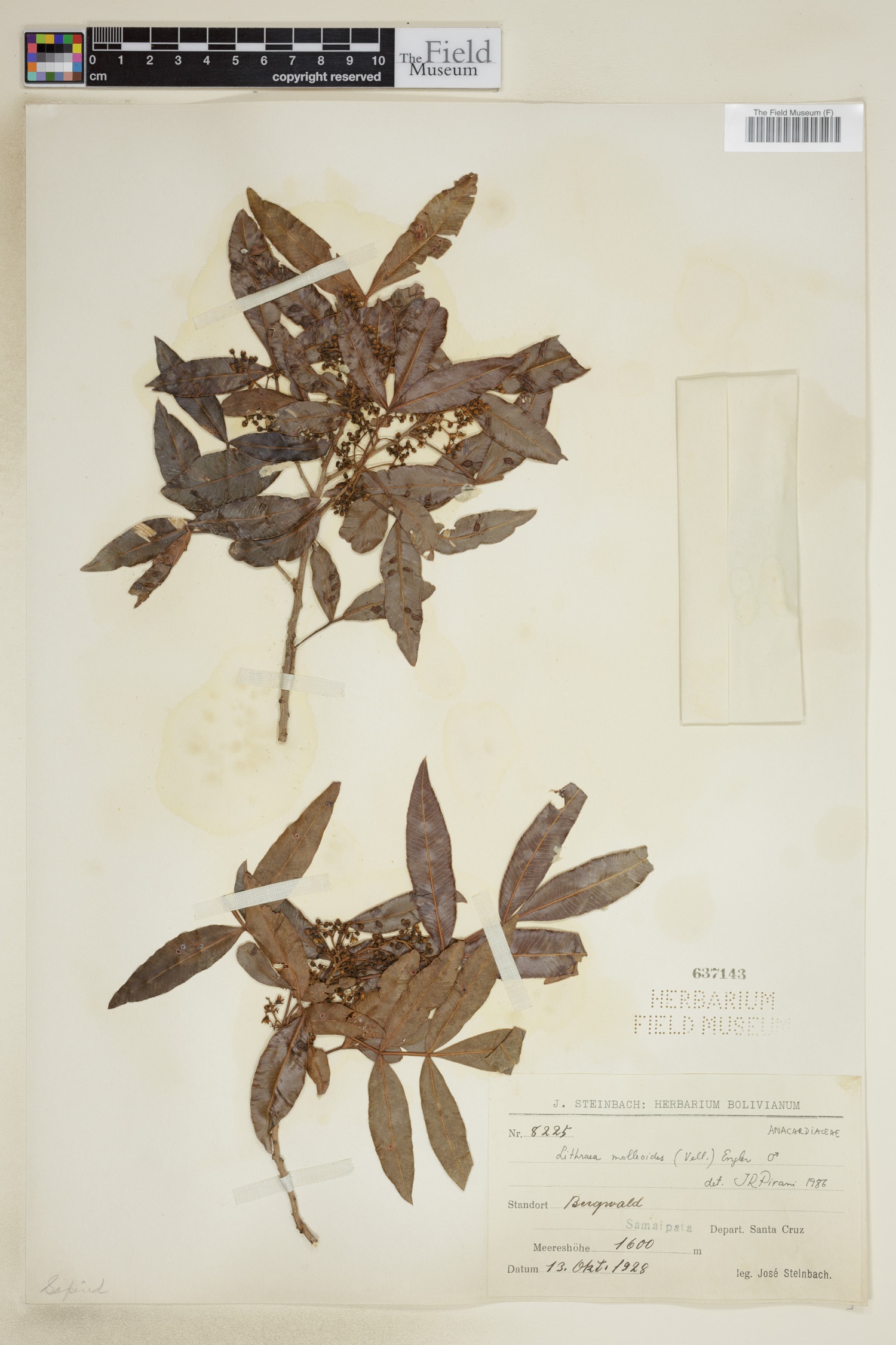 Lithraea molleoides image