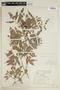 Lithraea ternifolia image