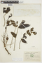 Loxopterygium huasango image
