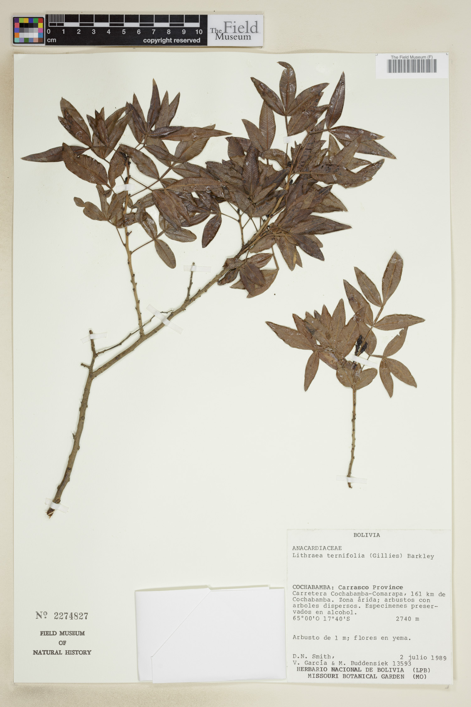 Lithraea ternifolia image