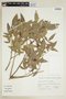 Lithraea ternifolia image