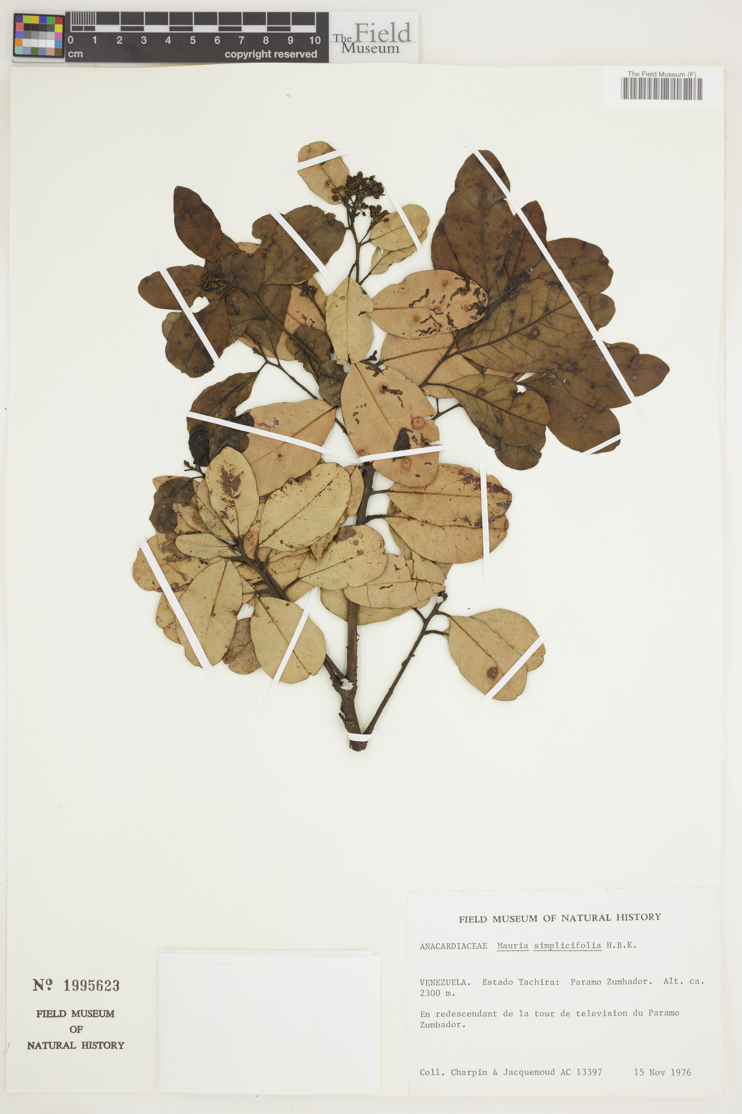 Mauria simplicifolia image