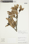 Mauria simplicifolia image