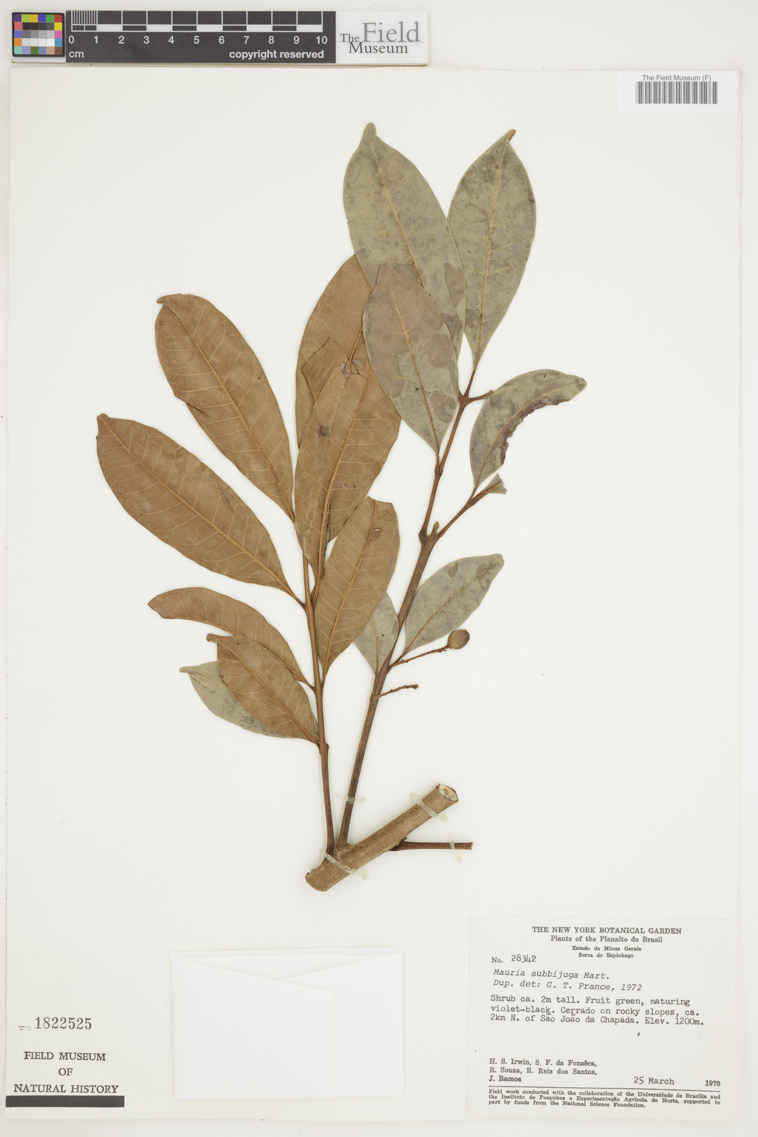 Tapirira guianensis subsp. guianensis image