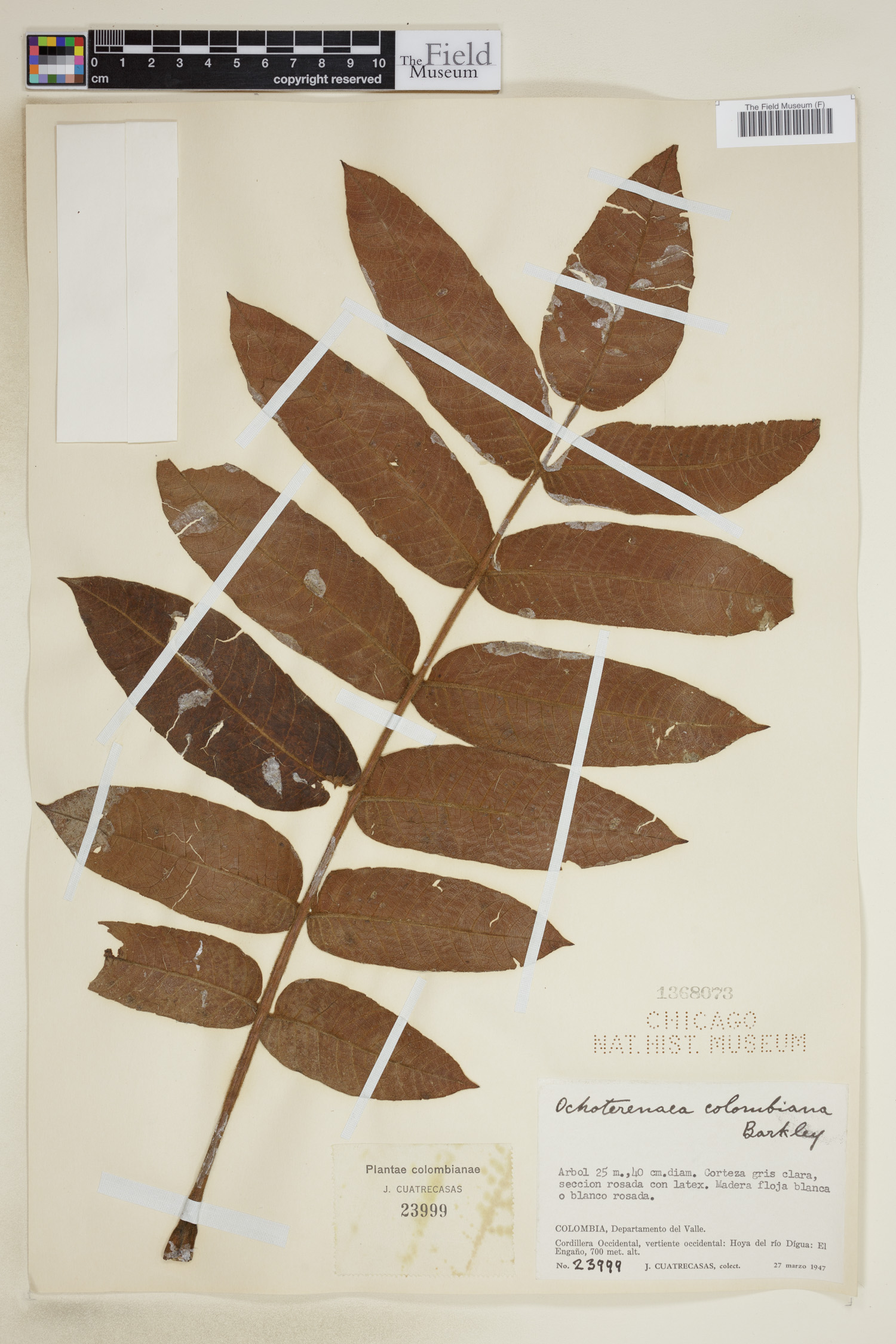 Ochoterenaea colombiana image