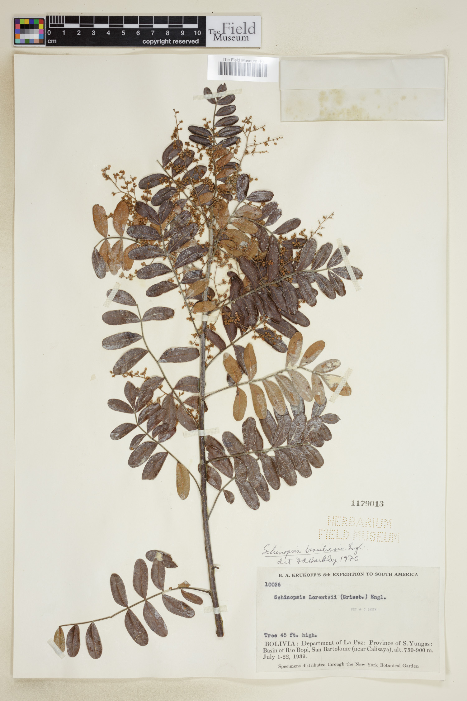 Schinopsis brasiliensis image