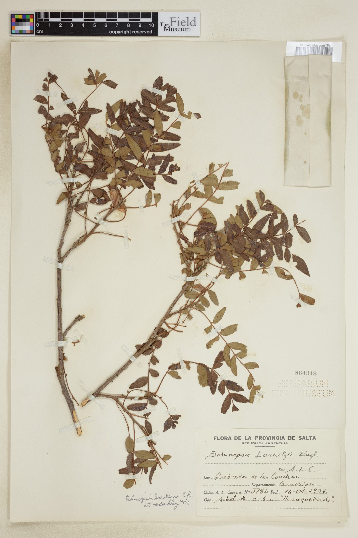 Schinopsis image